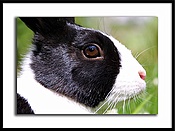 Click Here